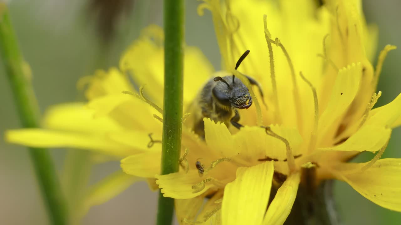 野蜂属的野蜂视频素材