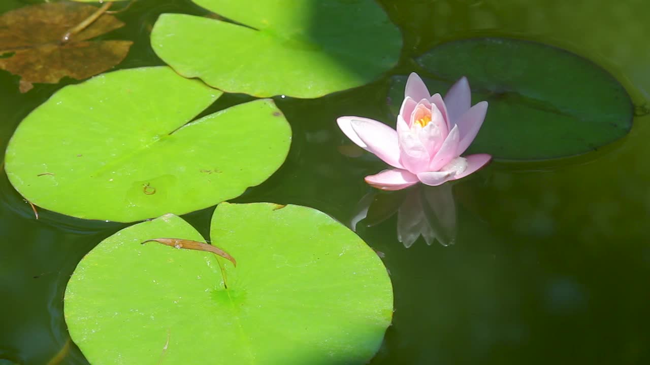 粉红色的睡莲在湖中盛开视频素材