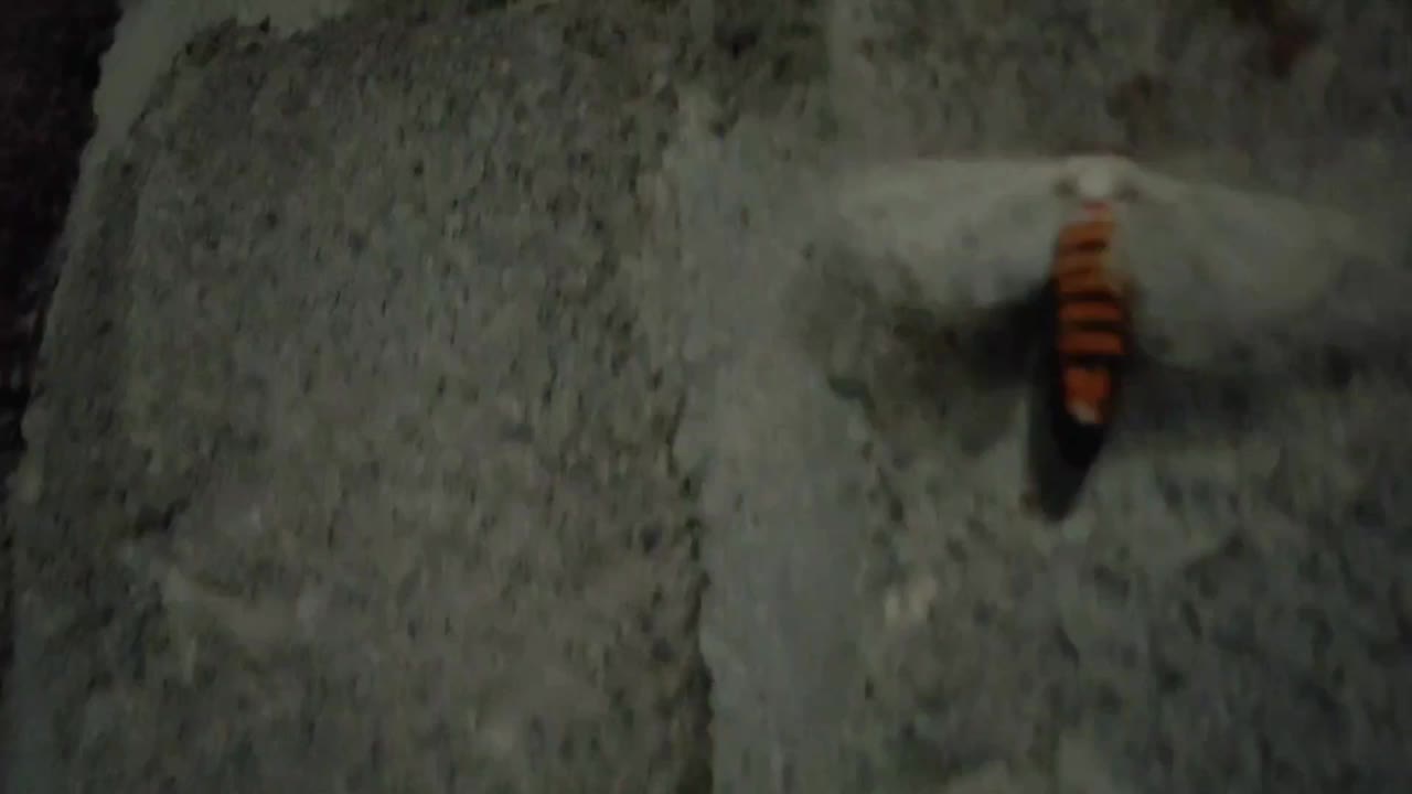 蝴蝶的动物视频素材
