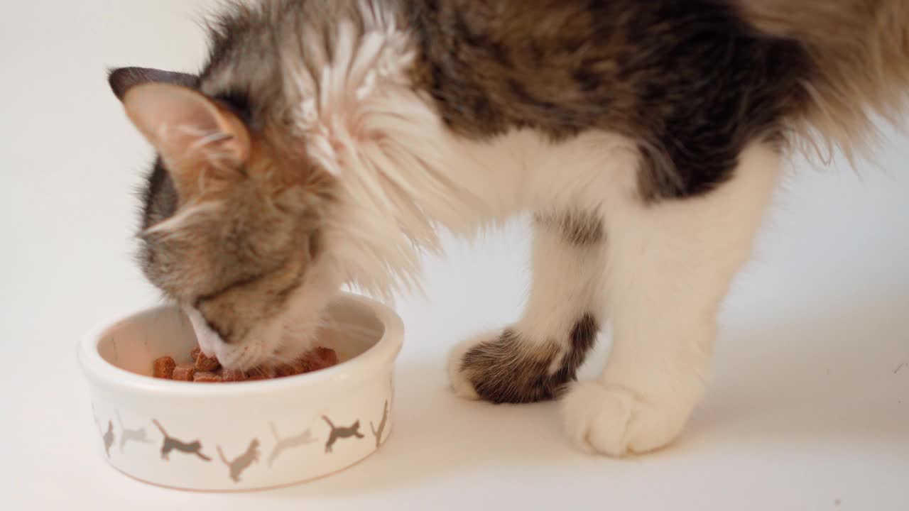 一只漂亮的家猫在白底的碗里吃东西视频素材
