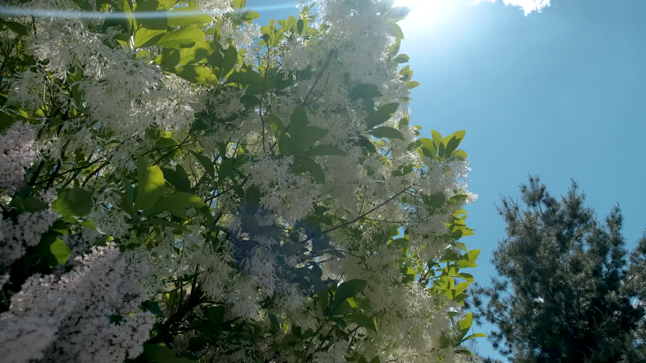 在一个阳光明媚的春天里，盛开的鸟、樱桃树和白色的花朵、绿色的叶子视频素材