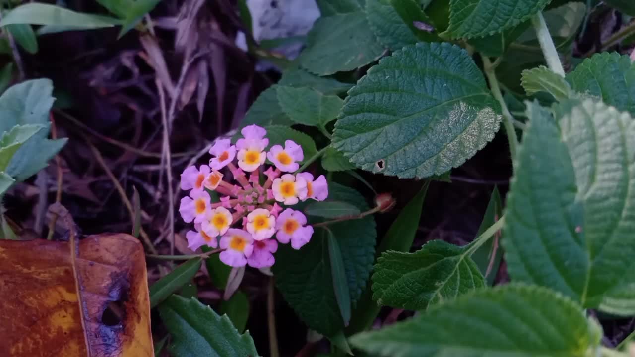 野生的开花植物视频素材