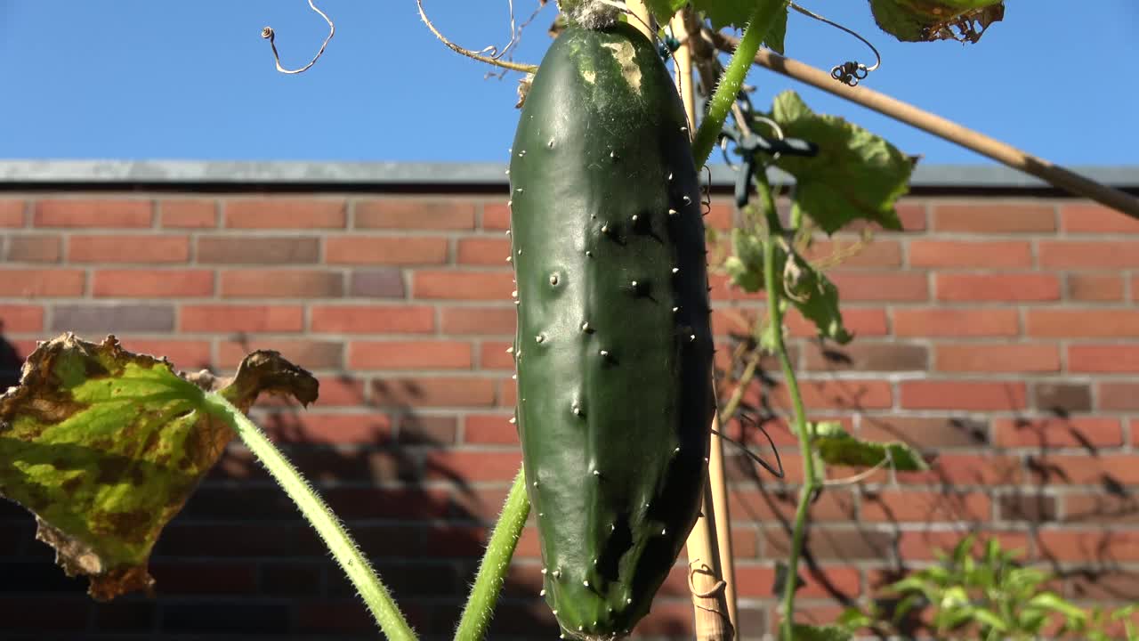 花园里一株在风中缓慢移动的植物上的绿色黄瓜。视频素材