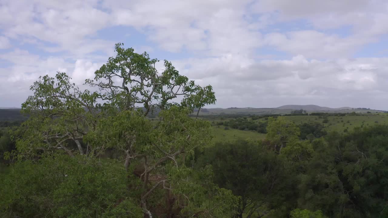 攀缘的树木学家伐木工人在山上砍一棵巨大的蓝桉树视频素材