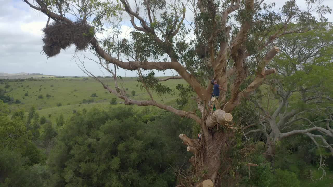 攀缘的树木学家伐木工人在山上砍一棵巨大的蓝桉树视频素材