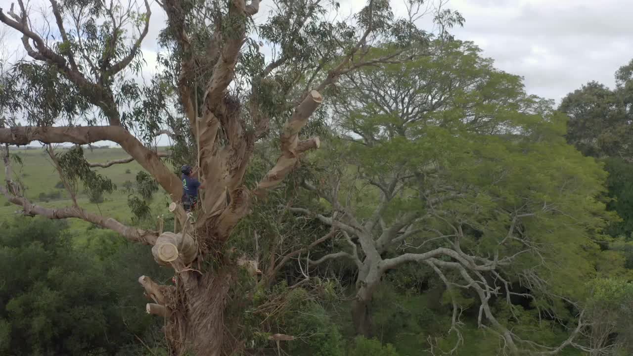 攀缘的树木学家伐木工人在山上砍一棵巨大的蓝桉树视频下载