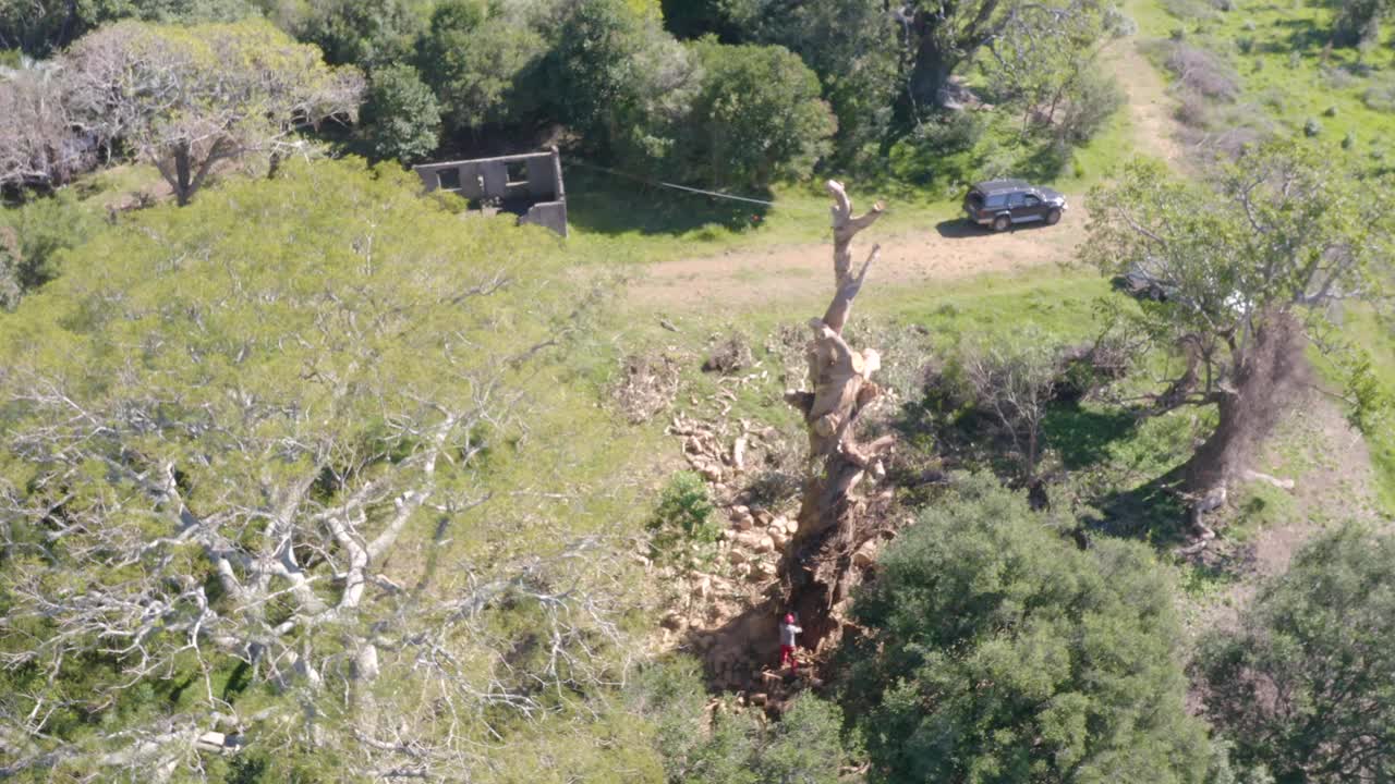 攀缘的树木学家伐木工人在山上砍一棵巨大的蓝桉树视频素材