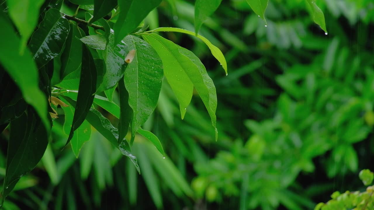 潮湿的绿叶上有雨滴和露珠在雨中飘动。视频素材