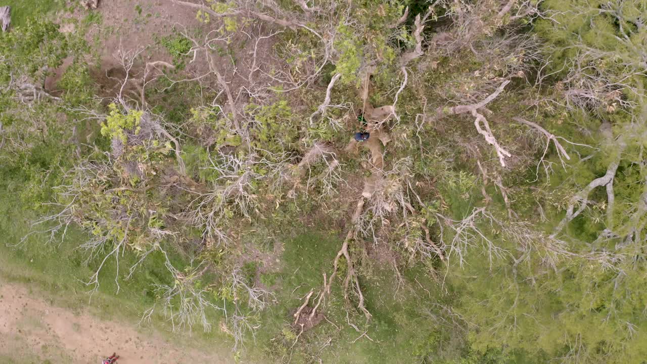 攀缘的树木学家伐木工人在山上砍一棵巨大的蓝桉树视频下载