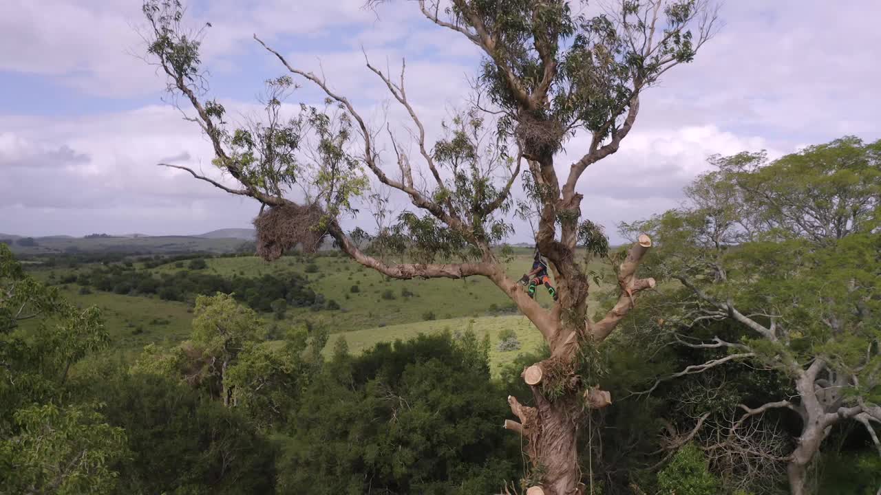 攀缘的树木学家伐木工人在山上砍一棵巨大的蓝桉树视频下载