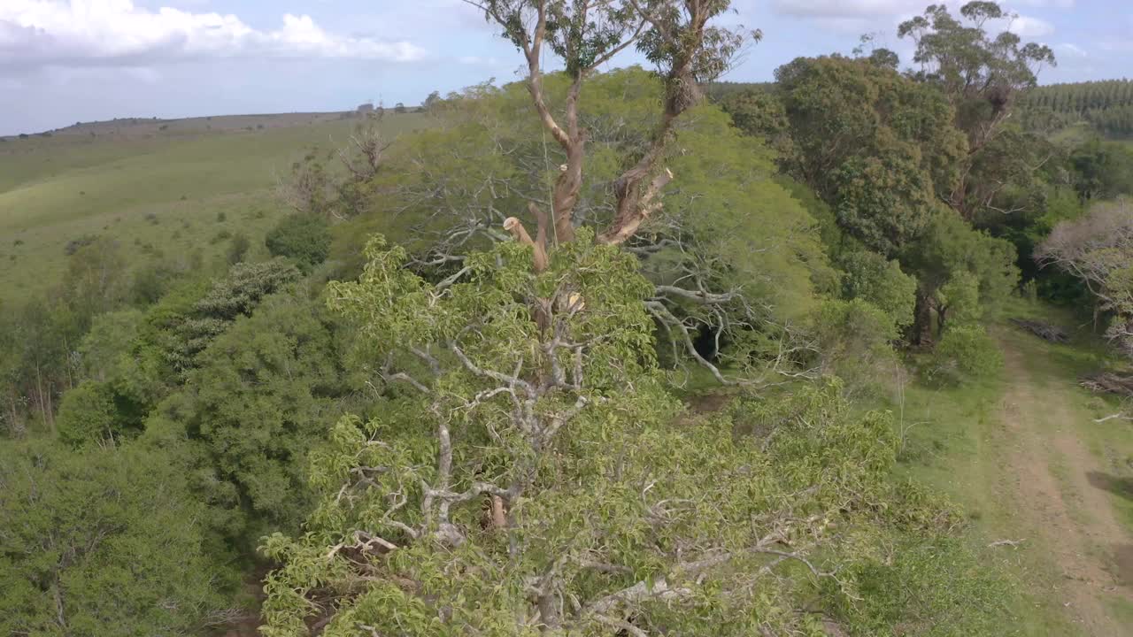 攀缘的树木学家伐木工人在山上砍一棵巨大的蓝桉树视频下载