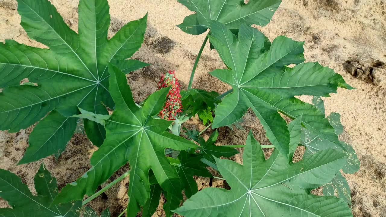 Castor的植物视频素材