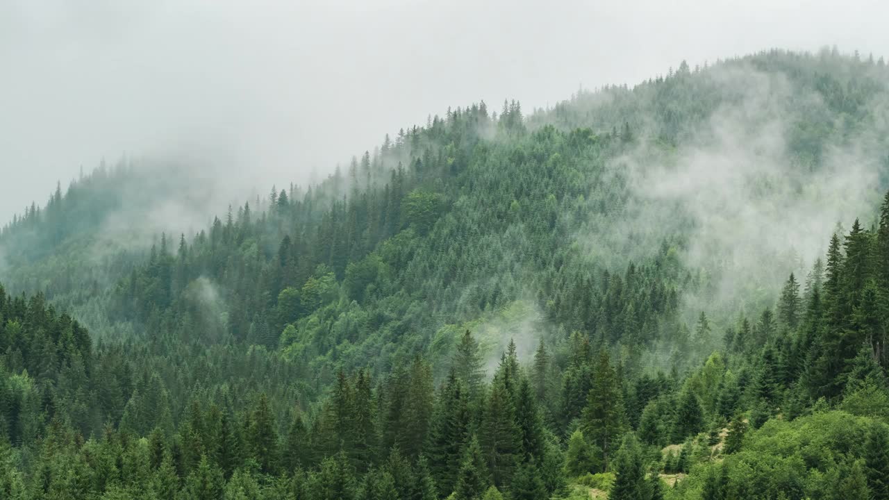 山景雾蒙蒙，杉树林间视频素材