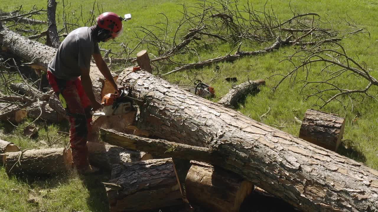 专业的电锯操作工用慢动作切割松树视频下载