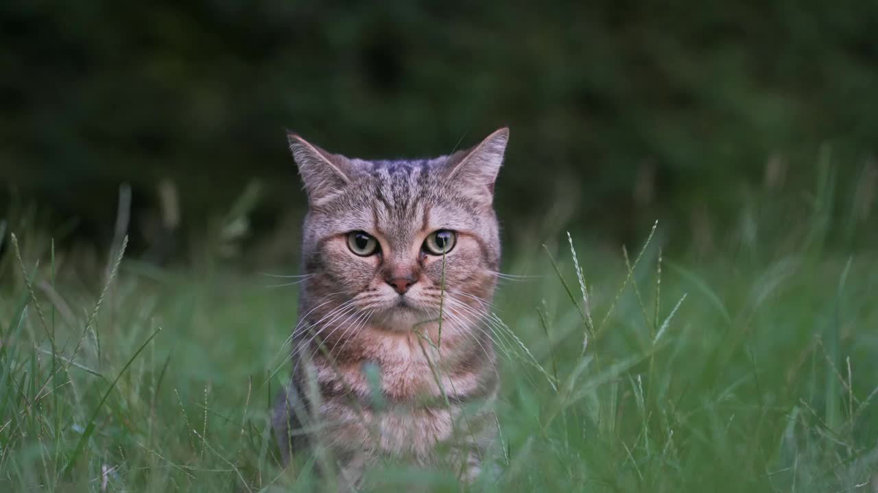 一只猫在看视频素材