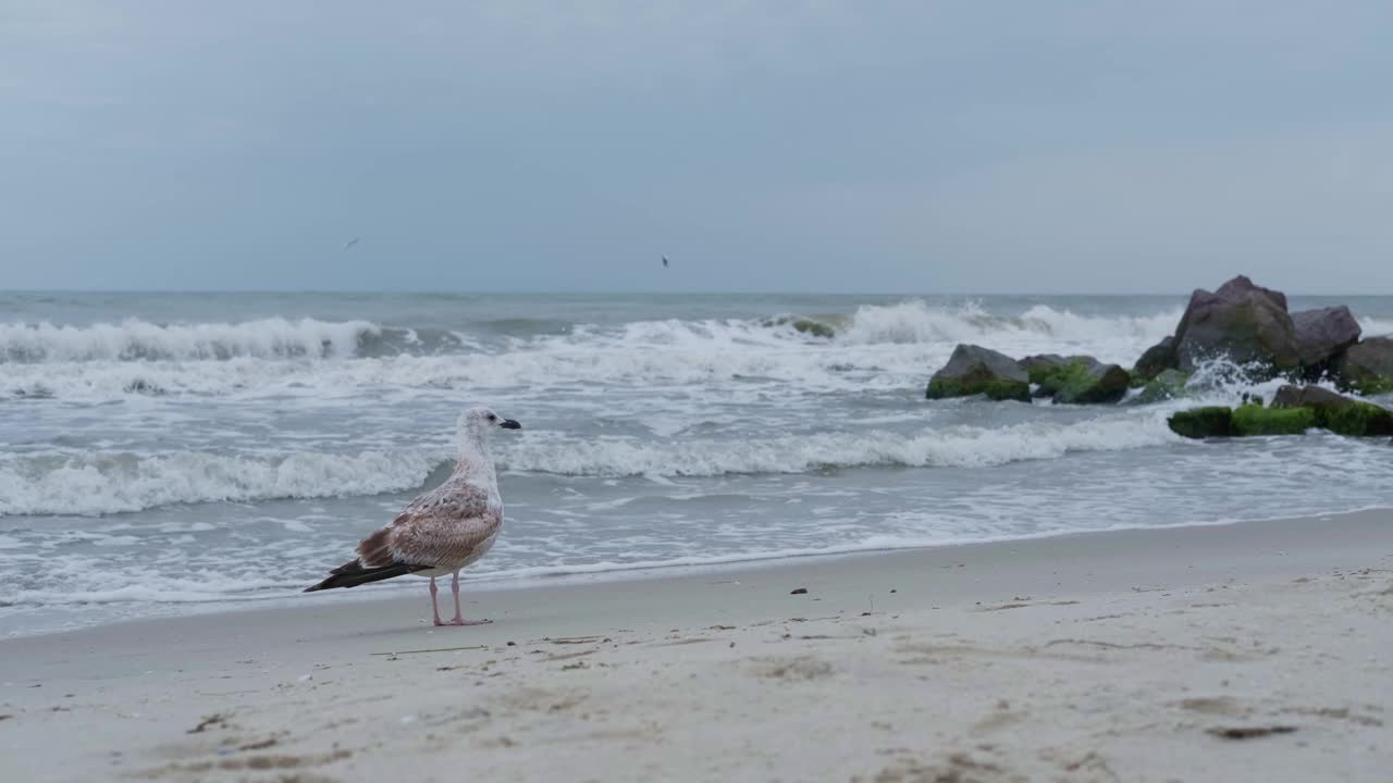 海鸥坐在波涛汹涌的海面上的沙滩上视频素材