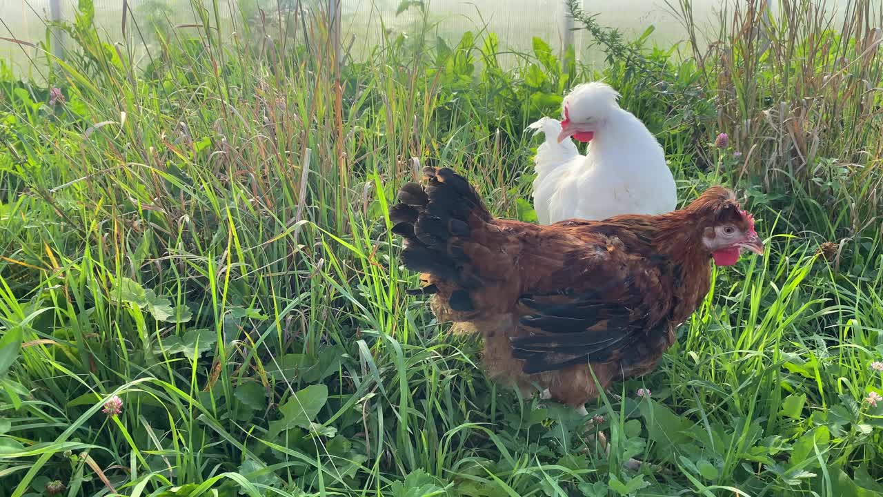 夏天阳光明媚的一天，两只可爱的母鸡在农场里吃草。家禽视频素材