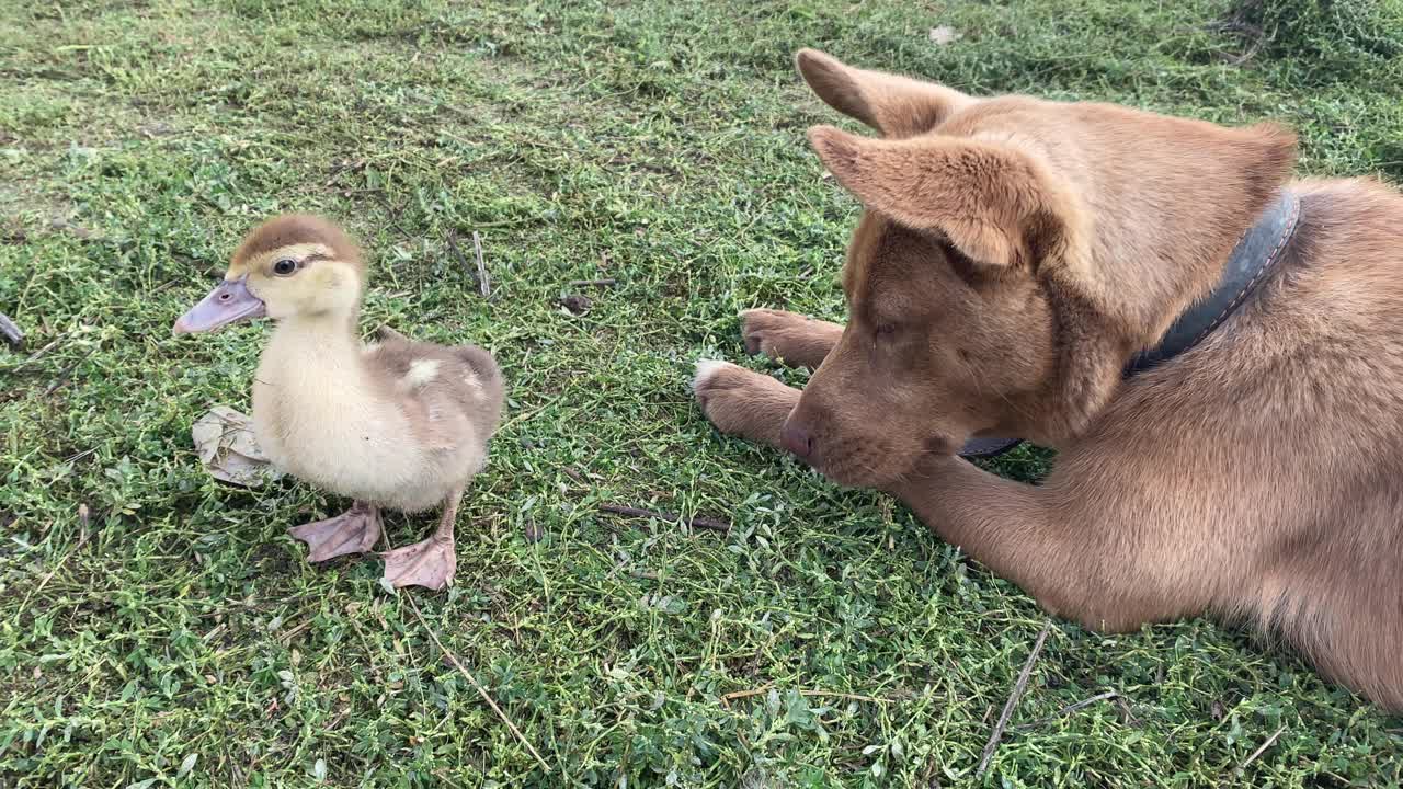 牧羊犬照看着小鸭子，这样他就不会在农场里逃跑了视频素材