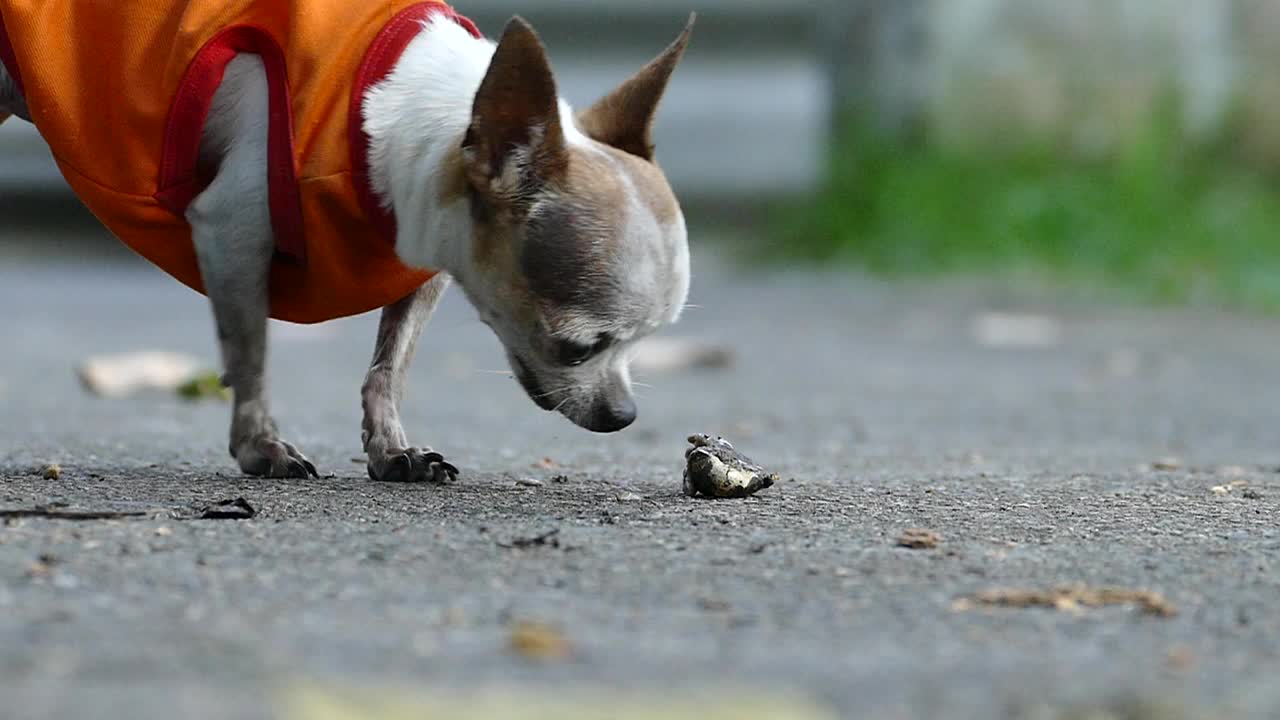 白色短毛雌性吉娃娃狗在屋前的水泥地上吃着野诺丽视频素材