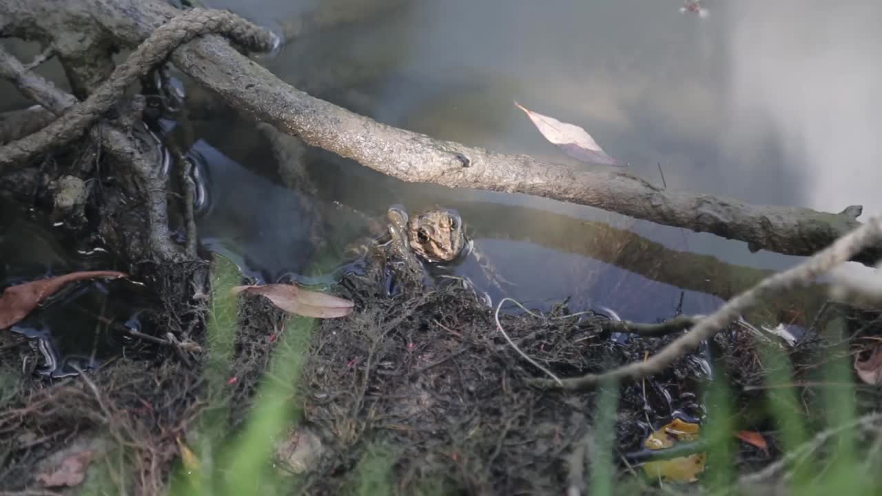 青蛙坐在河岸附近的河水里视频素材