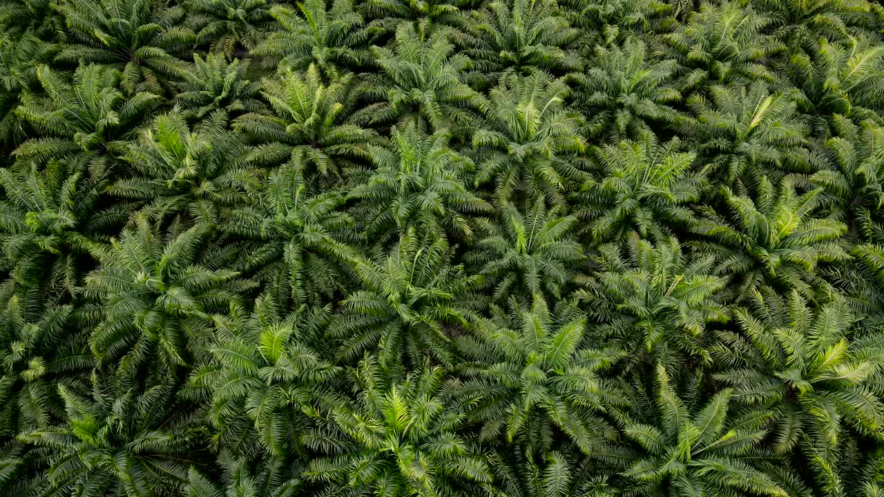 棕榈油种植园鸟瞰图。俯视图棕榈油树田农场种植农业能源生物柴油和石油从植物。向下移动视频下载