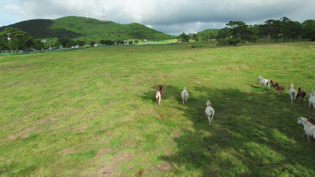 韩国，济州岛，马牧场的风景/济州视频素材