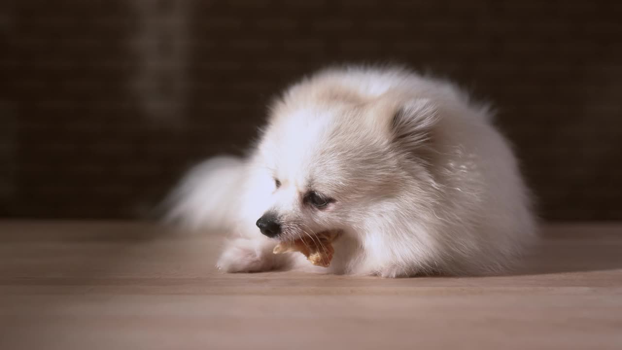 浅白色皮毛博美犬躺在家里的木地板上，咀嚼着快乐美味的牛肉点心视频素材