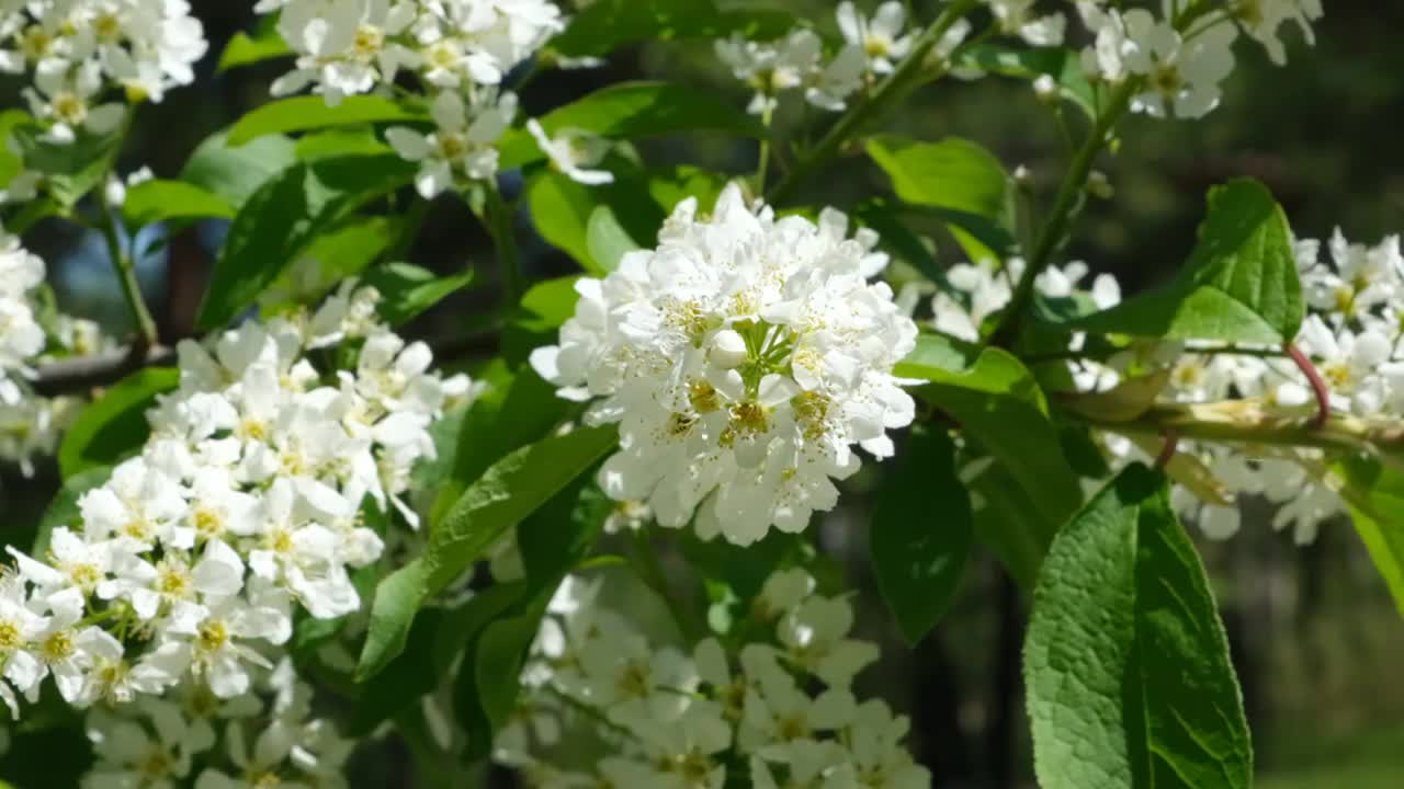 春天在树上盛开的花。樱花树野花盛开。有风的天气视频素材