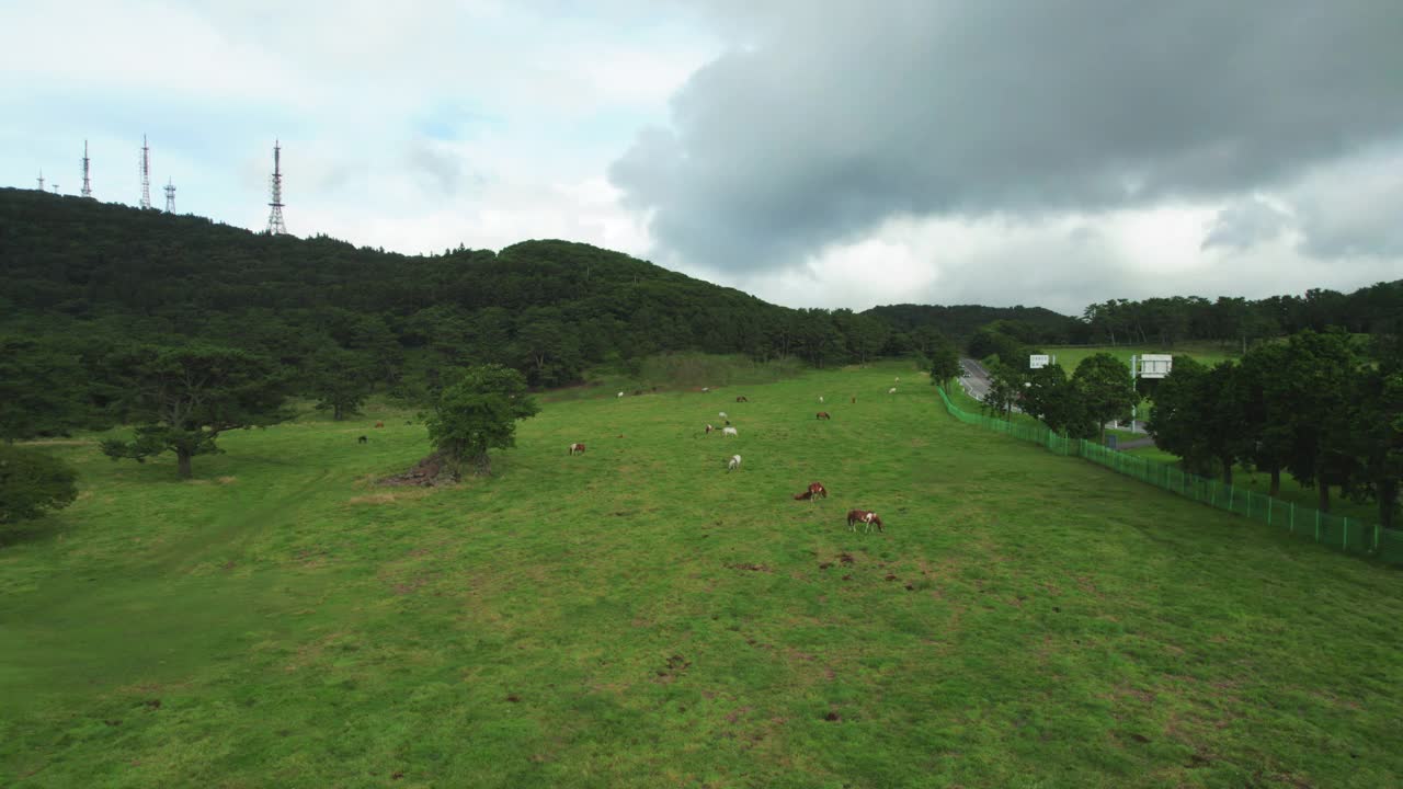 韩国，济州岛，马牧场的风景/济州视频素材