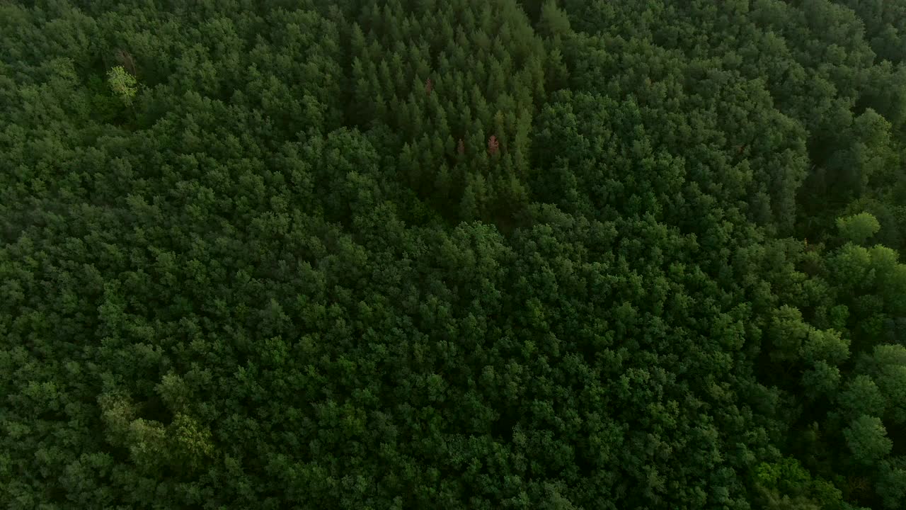 鸟瞰图的热带雨林和风视频素材