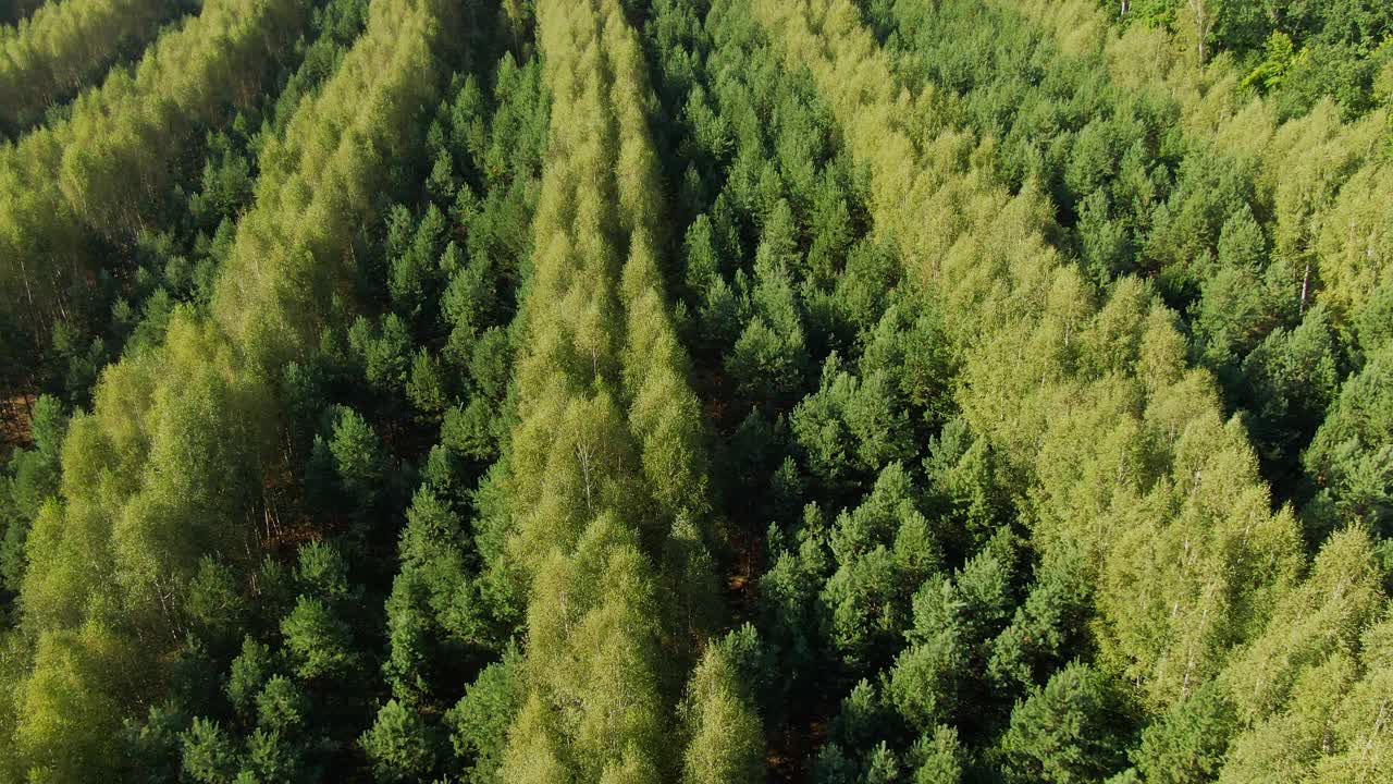 无人机拍摄了一处杉树种植园，时间接近圣诞节视频素材