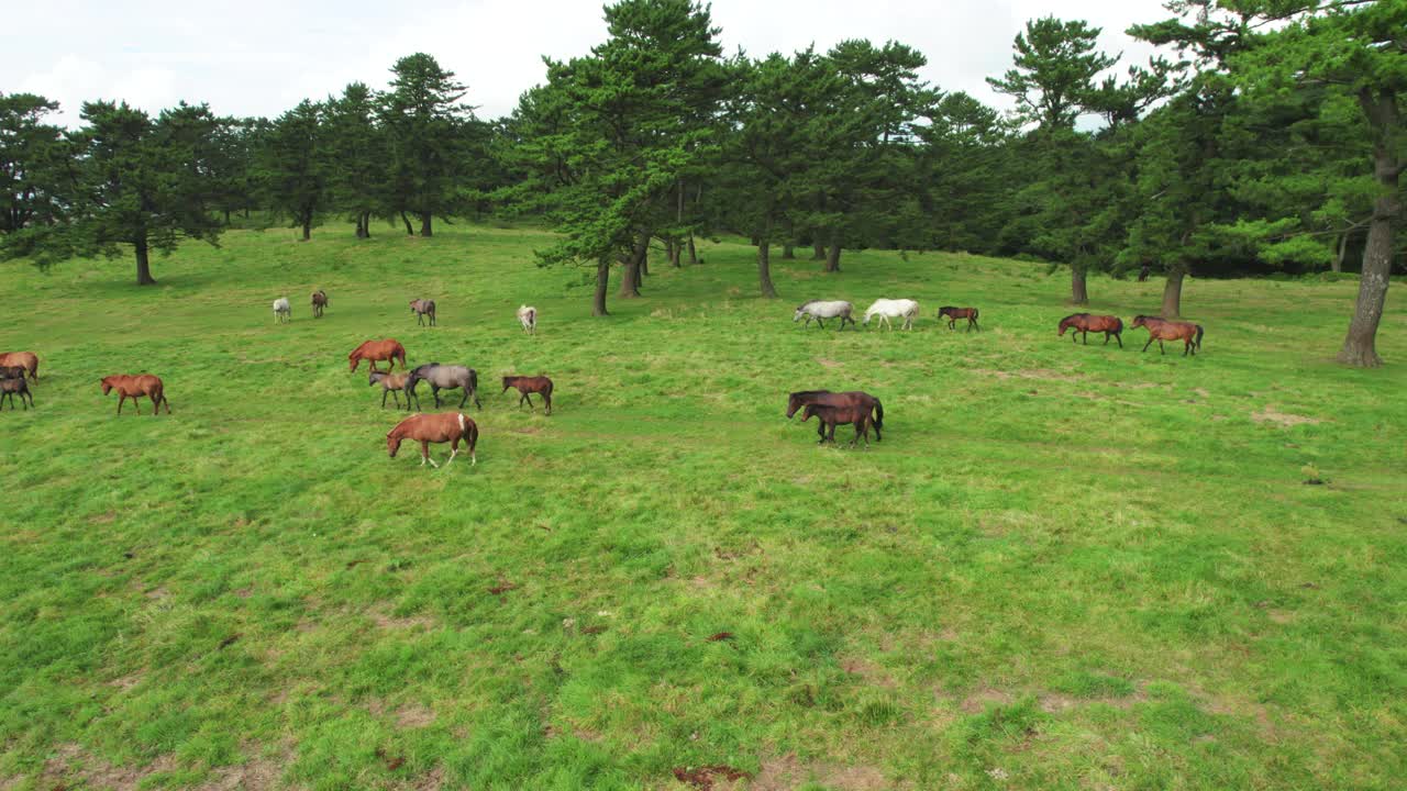 韩国，济州岛，马牧场的风景/济州视频素材