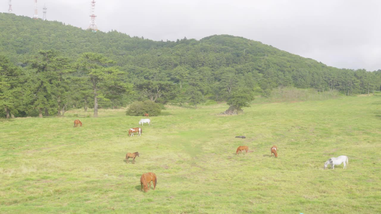 韩国，济州岛，马牧场的风景/济州视频素材