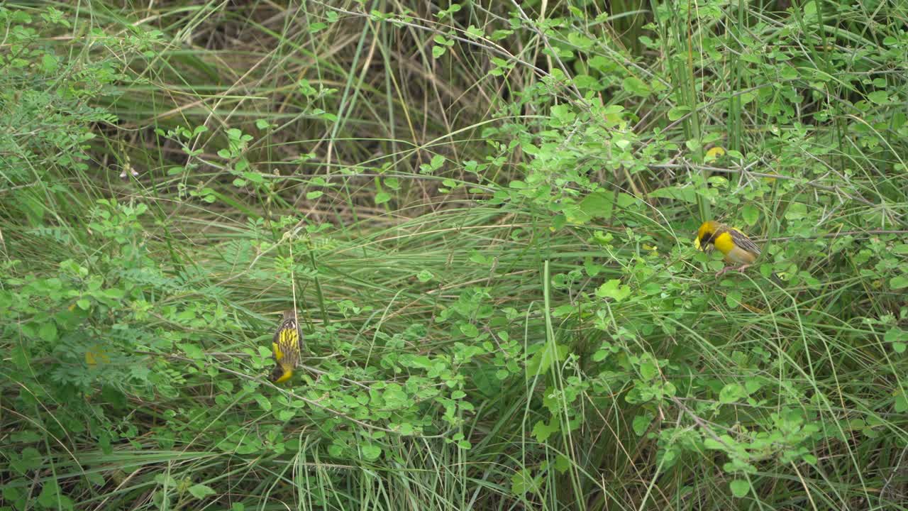 雄八哥织巢鸟，采草或芦苇织巢视频下载