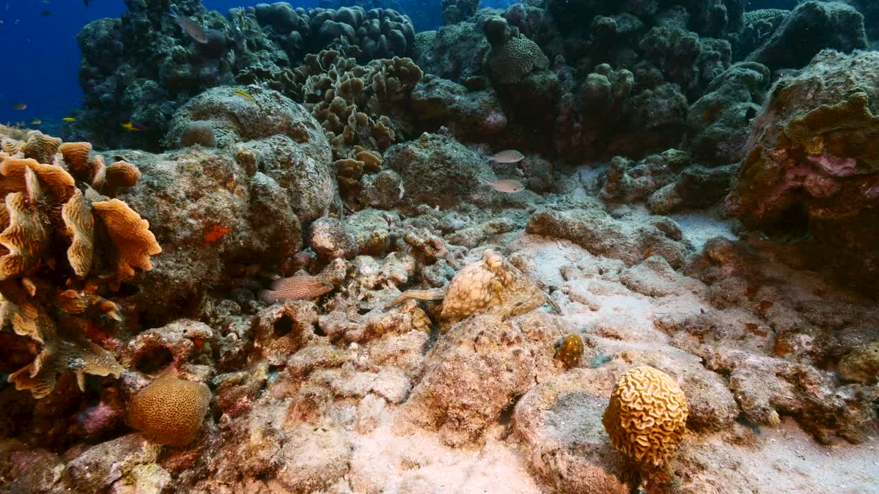 库拉索岛，加勒比海珊瑚礁的章鱼海景视频素材