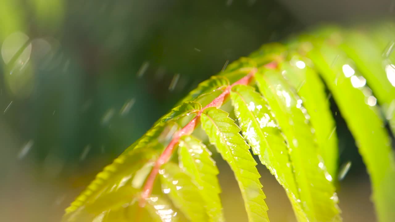 慢动作雨滴滴从绿叶蕨在下雨。特写水滴绿色叶子前景。微雨落在绿色植物叶子上。平静放松冥想和平的背景。视频素材