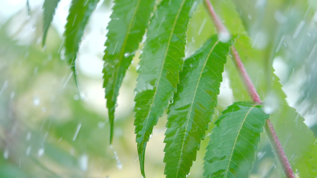 慢动作雨滴滴从绿叶蕨在下雨。特写水滴绿色叶子前景。微雨落在绿色植物叶子上。平静放松冥想和平的背景。视频素材