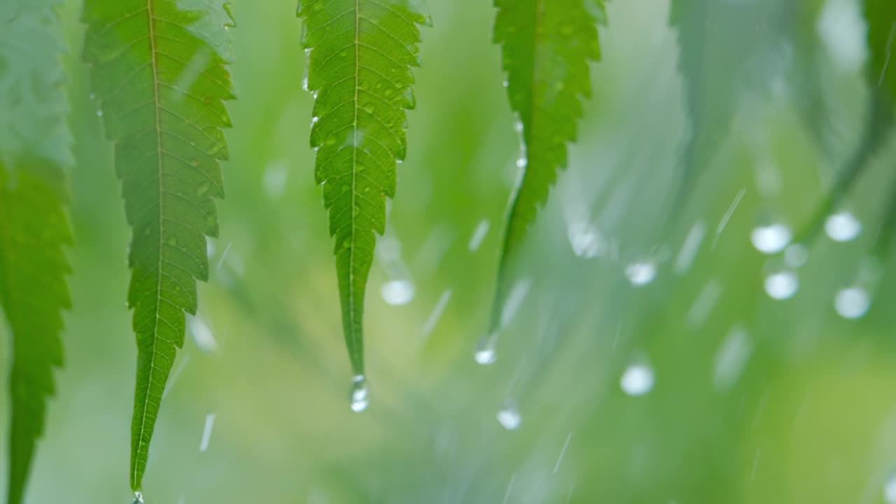 慢动作雨滴滴从绿叶蕨在下雨。特写水滴绿色叶子前景。微雨落在绿色植物叶子上。平静放松冥想和平的背景。视频素材