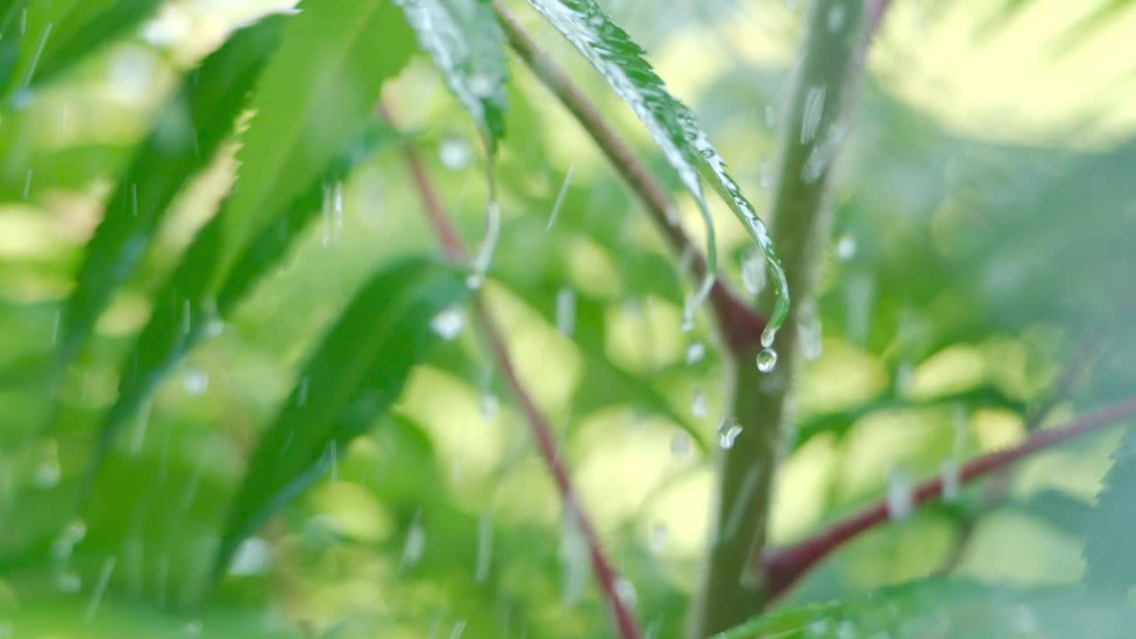 慢动作雨滴滴从绿叶蕨在下雨。特写水滴绿色叶子前景。微雨落在绿色植物叶子上。平静放松冥想和平的背景。视频素材