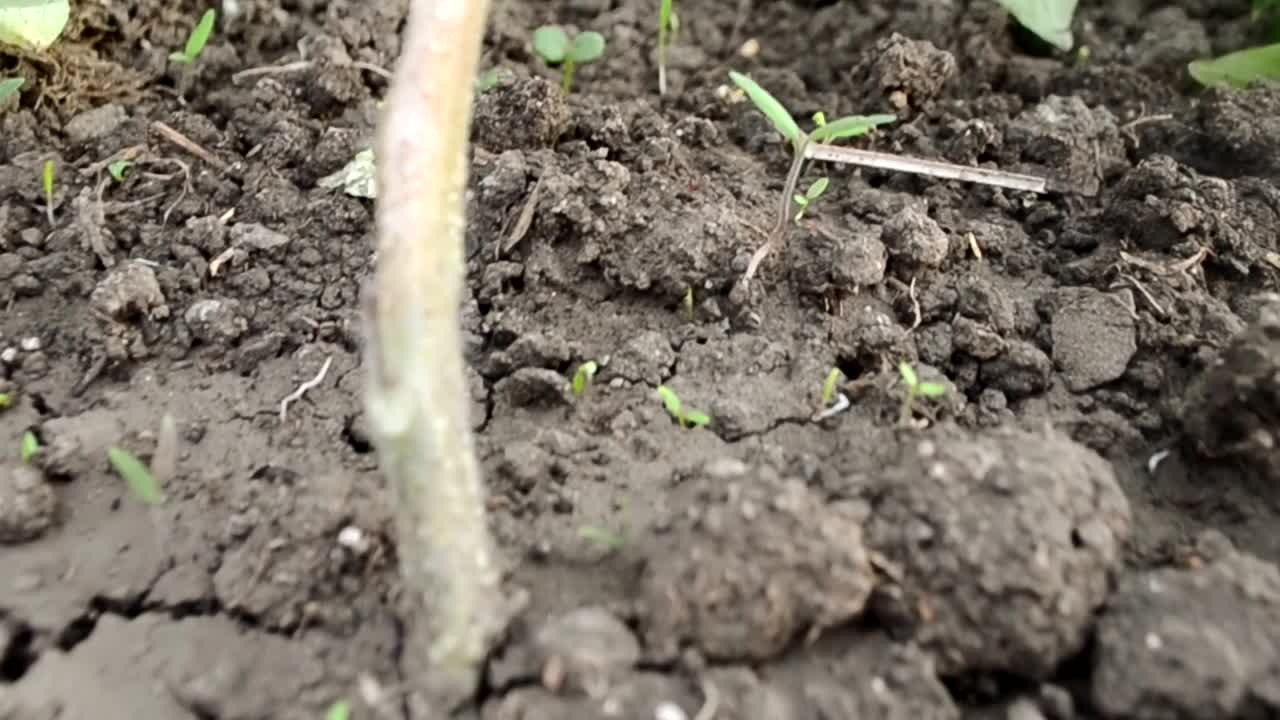 早春，绿色的西红柿在温室里成熟。蔬菜的有机种植农业。视频素材