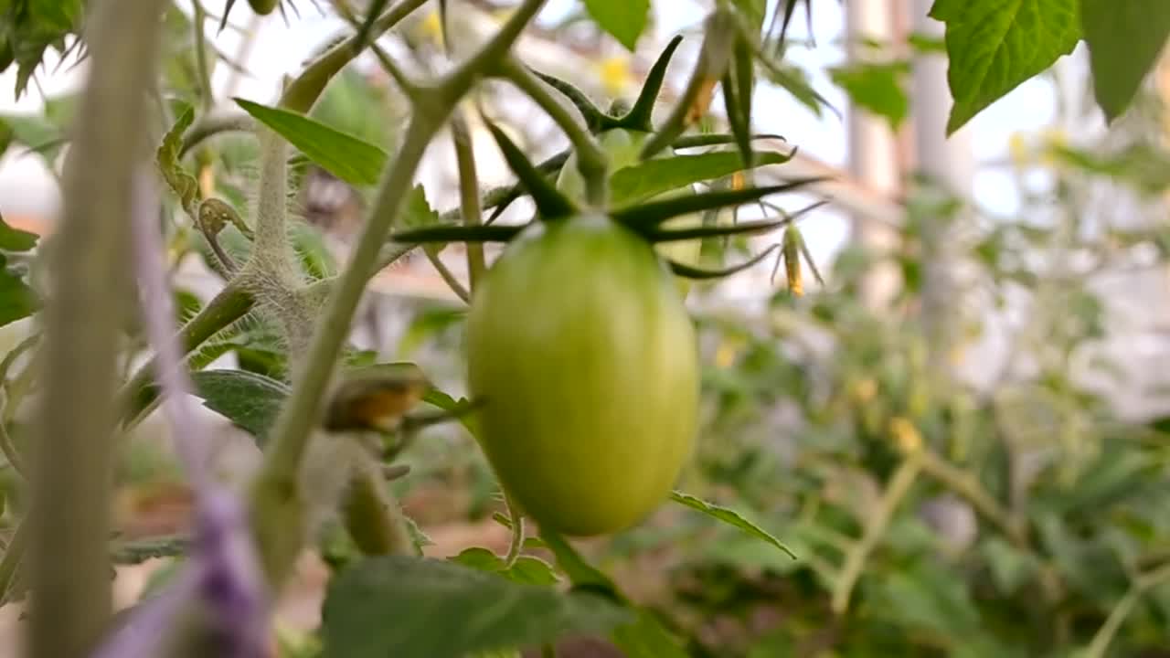 温室里的番茄幼苗和准备在花园里种植的果实。在温室里种苗蔬菜生态栽培。视频素材