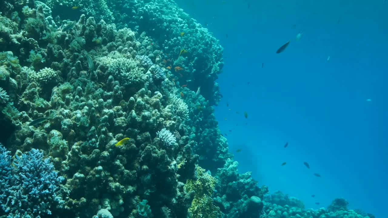 慢镜头，彩色热带鱼游泳附近的珊瑚礁在蓝色的水背景在阳光。海洋里的水下生物。摄像机慢慢地向珊瑚礁移动视频素材