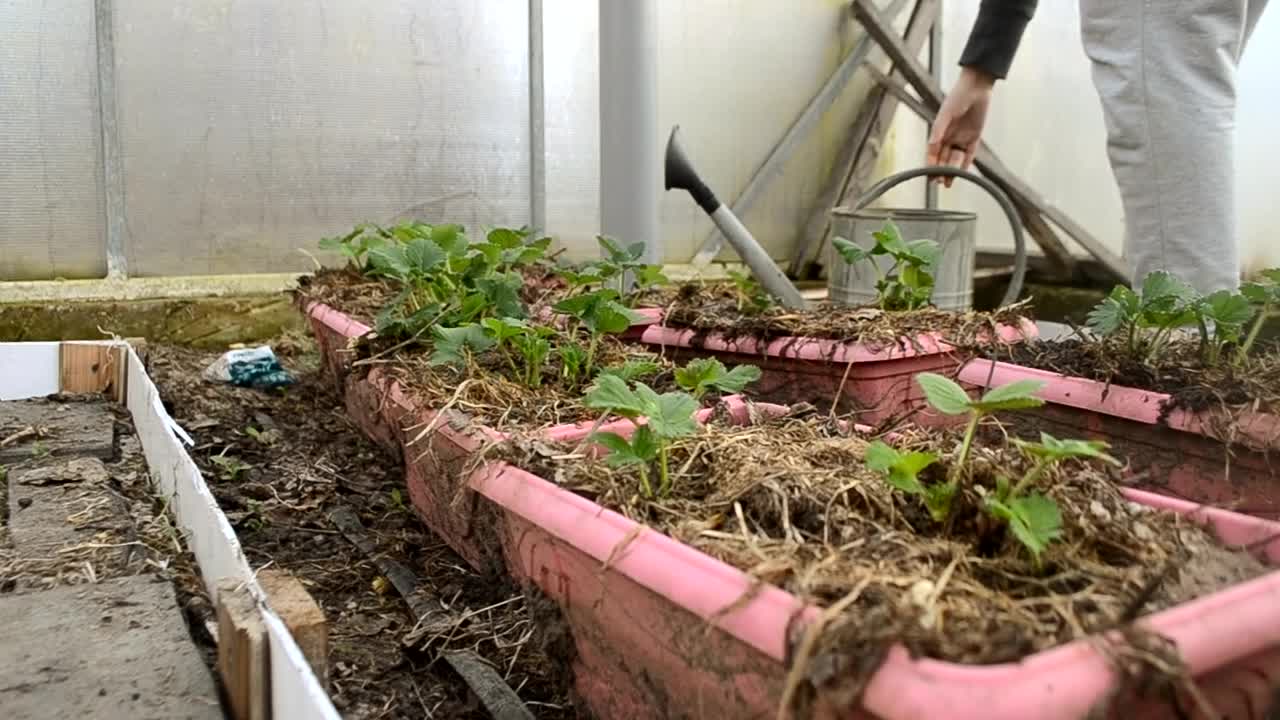 早春时，在温室里给小草莓种植园浇水。测量生命和照顾植物。降低速度有机农场视频素材