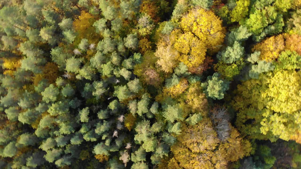 史诗秋天森林航拍无人机视图。秋天森林鸟瞰图。秋天景观与红黄绿树摇摆。混交林，绿色针叶树，落叶树随风摇曳的自然景观视频素材