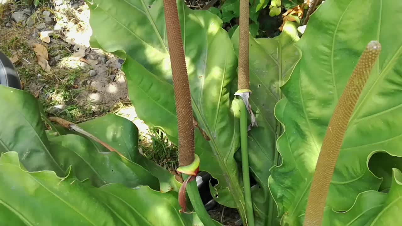 那只蝴蝶栖息在树干上，优雅地扇动着翅膀。昆虫生活在野外。保护自然及其栖息地。视频下载