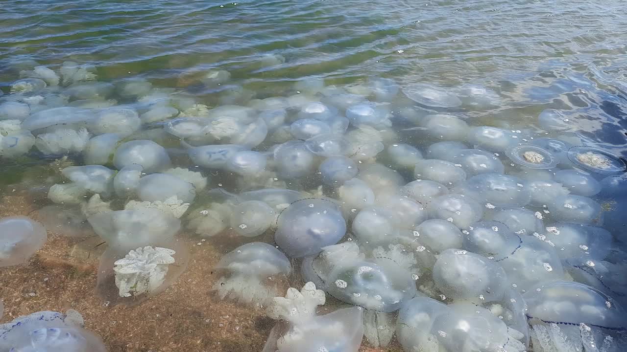 海蜇死了，许多碎片散落在沙滩上，海浪翻腾视频素材