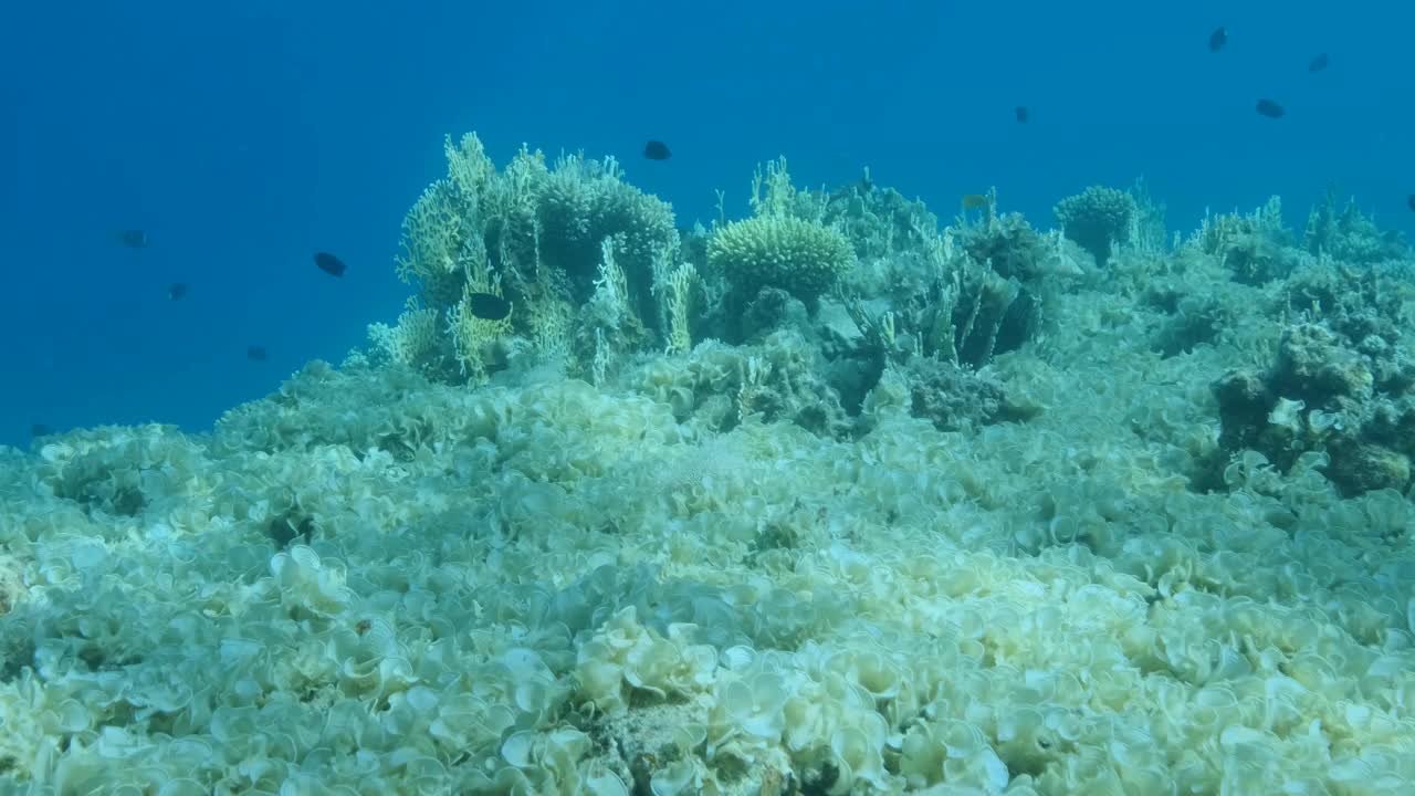 曾经美丽的珊瑚礁由于富营养化(海水中有机物增加)而长满了藻类。褐藻孔雀尾(Padina pavonica)覆盖底部和珊瑚。视频素材