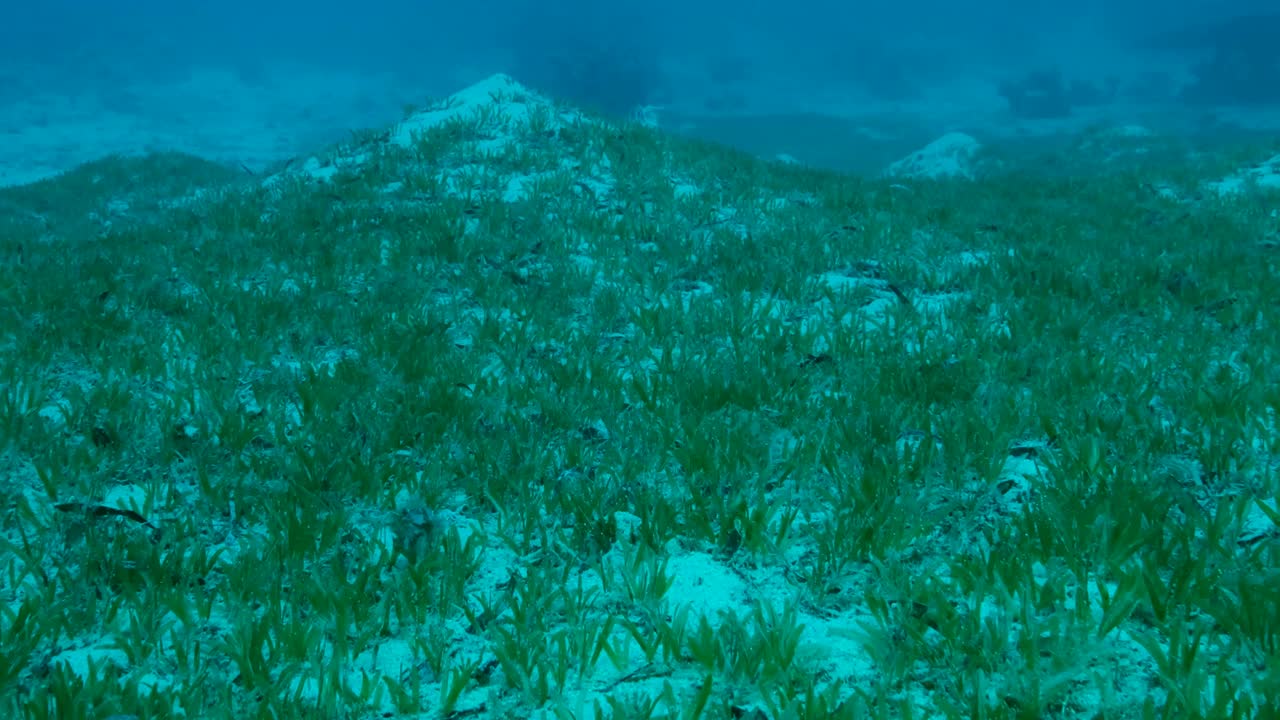 摄像机在覆盖着绿色海草的海床上向前移动。含盐海草的水下景观。慢动作视频素材