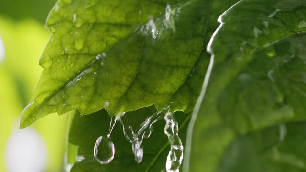 大自然在雨中。潮湿的夏天绿叶。水珠从嫩绿的叶子上滚下来。慢动作镜头视频素材