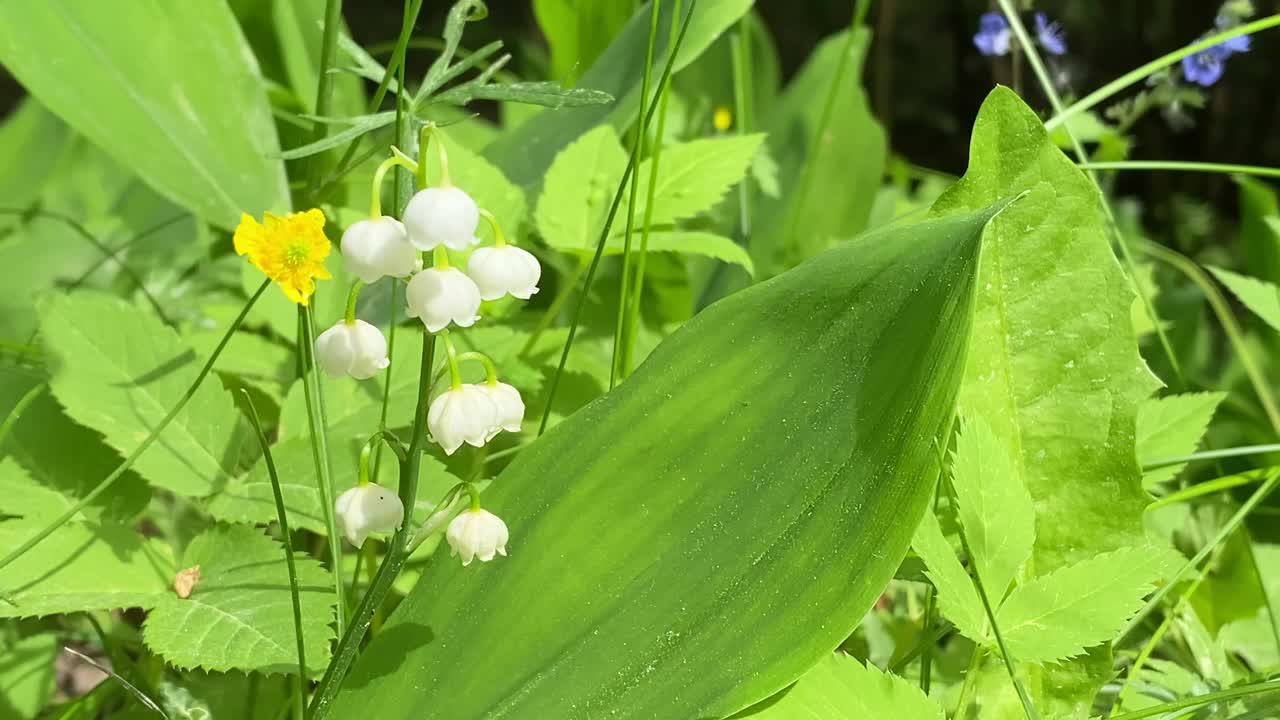 盛开的山谷百合视频素材